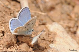 okgzl Turkuvaz Mavisi (Polyommatus dorylas)