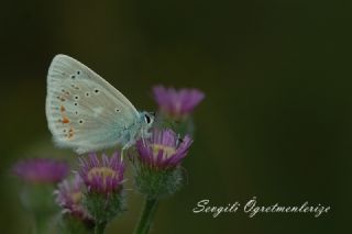 okgzl Turkuvaz Mavisi (Polyommatus dorylas)