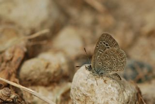 Karsandra (Zizeeria karsandra)