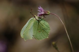 Orakkanat&nbsp;(Gonepteryx&nbsp;rhamni)