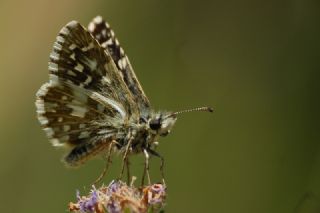 Ebeg�meci Z�pz�p�&nbsp;(Pyrgus&nbsp;malvae)