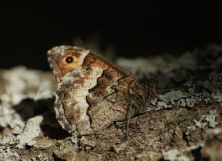 Byk Karamelek (Hipparchia syriaca)