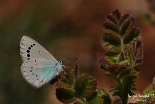 Karagz Mavisi (Glaucopsyche alexis)