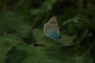 Karagz Mavisi (Glaucopsyche alexis)