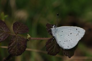 Kutsal Mavi (Celastrina argiolus)