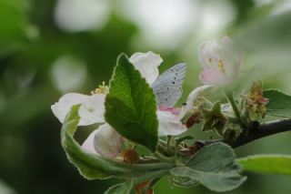 Kutsal Mavi (Celastrina argiolus)