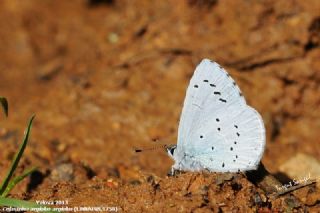 Kutsal Mavi (Celastrina argiolus)