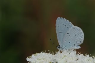 Kutsal Mavi (Celastrina argiolus)