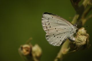 Kutsal Mavi (Celastrina argiolus)