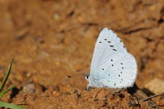 Kutsal Mavi (Celastrina argiolus)