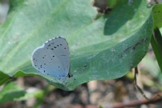 Kutsal Mavi (Celastrina argiolus)