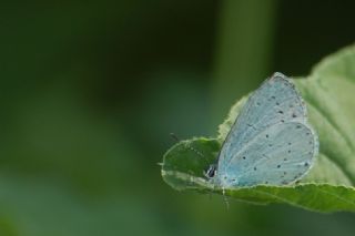 Kutsal Mavi (Celastrina argiolus)