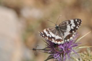 Anadolu Melikesi (Melanargia larissa)