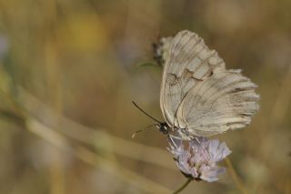 Anadolu Melikesi (Melanargia larissa)