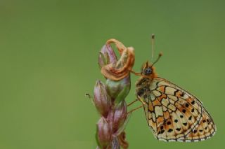ift Noktal Brentis (Brenthis hecate)