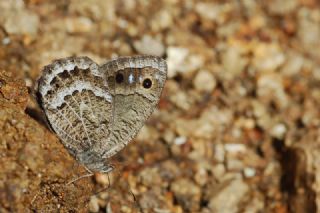 Beyaz Damarl Pirireis (Satyrus amasinus)