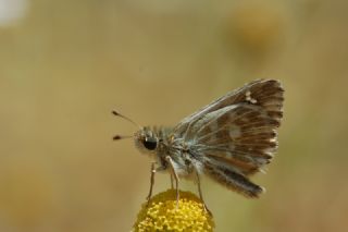Hatmi Zpzp (Carcharodus alceae)