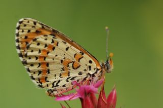 Kafkasyal parhan (Melitaea interrupta)