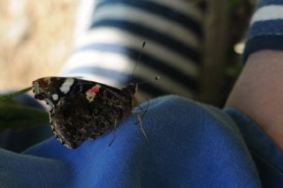 Atalanta (Vanessa atalanta)