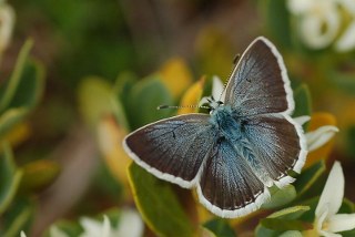 Anadolu okgzls (Polyommatus hyacinthus)