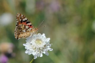 Diken Kelebei (Vanessa cardui)