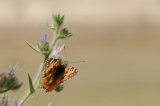 Diken Kelebei (Vanessa cardui)