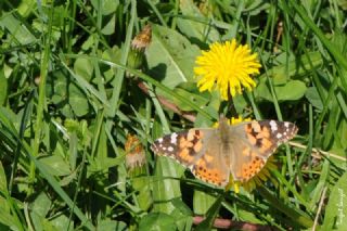 Diken Kelebei (Vanessa cardui)