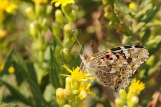 Diken Kelebei (Vanessa cardui)