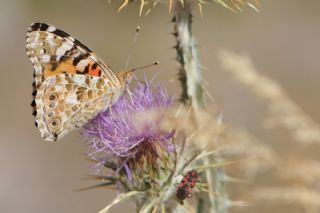 Diken Kelebei (Vanessa cardui)