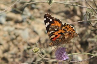 Diken Kelebei (Vanessa cardui)