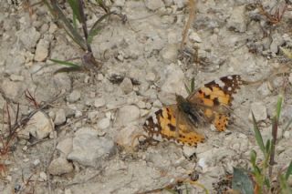 Diken Kelebei (Vanessa cardui)
