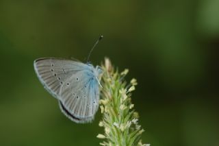 Mavi Osiris (Cupido osiris)