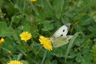 B�y�k Beyazmelek &nbsp;(Pieris&nbsp;brassicae)