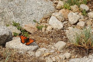 Aglais (Inachis urticae)
