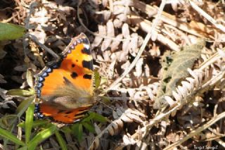 Aglais (Aglais urticae)