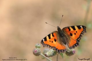 Aglais (Aglais urticae)