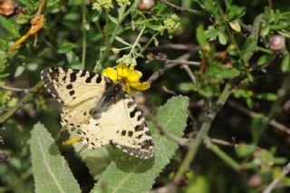 Orman Fistosu (Allancastria  cerisyi)