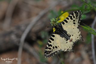 Orman Fistosu (Allancastria  cerisyi)