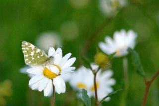 Yeni Beneklimelek&nbsp;(Pontia&nbsp;edusa)