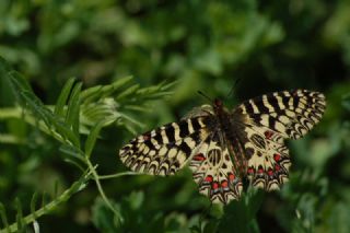 Gney Fistosu (Zerynthia polyxena)