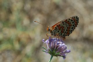 Benekli parhan (Melitaea didyma)