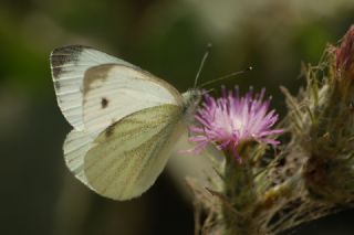 Yalanc Beyazmelek (Pieris pseudorapae)