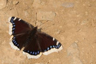 Sar Bandl Kadife (Inachis antiopa)