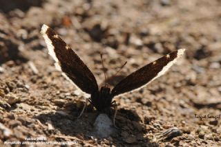 Sar Bandl Kadife (Inachis antiopa)