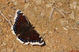 Sar Bandl Kadife (Inachis antiopa)