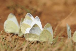 Da Beyazmelei (Pieris ergane)