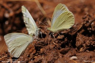 Da Beyazmelei (Pieris ergane)