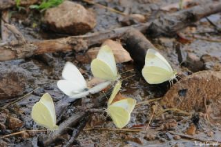Da Beyazmelei (Pieris ergane)