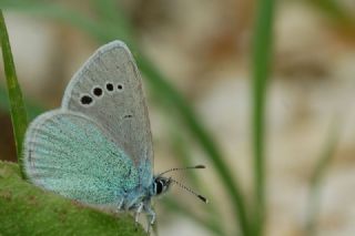 Karagz Mavisi (Glaucopsyche alexis)