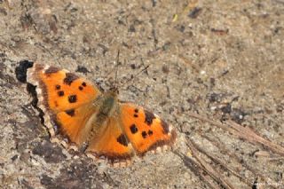 Sar Ayakl Nimfalis (Aglais xanthomelas)